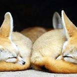 Fox RP Page