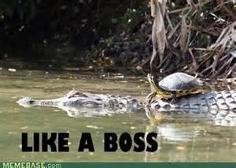 If i was a turtle, this would be me, oh wait i am...