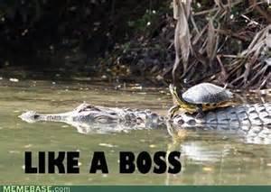 Reasons why Turtles are cool's Photo