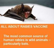 don't get the vaccine!! it makes it so you cant get rabies!!