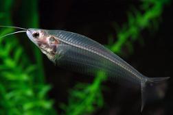 paranormal fish :00 (ghost catfish)