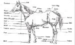 Horse Knowledge