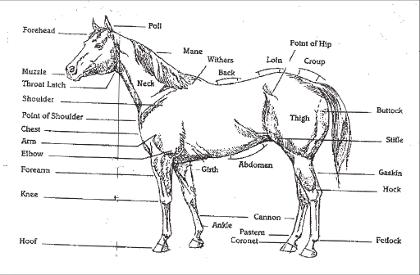 Horse Knowledge's Photo