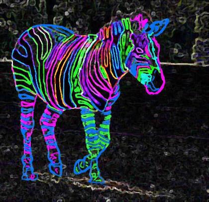 neon zebras (1)'s Photo