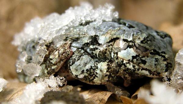<c:out value='Frozen Wood Frog'/>