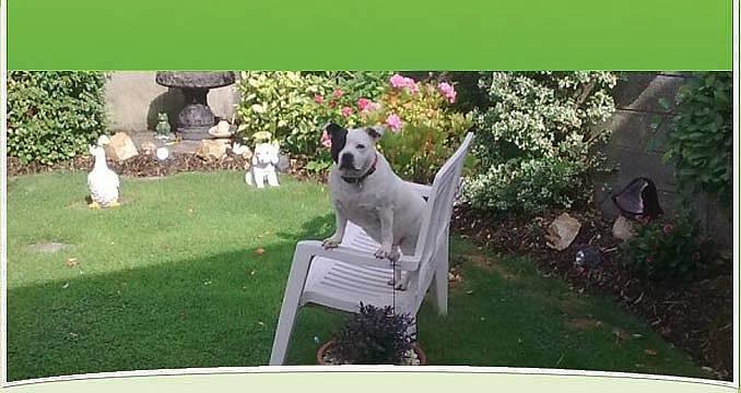 Dogs in Distress