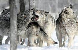 wolfs <3