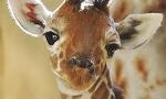 the giraffe page!