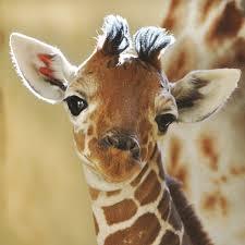 the giraffe page!'s Photo