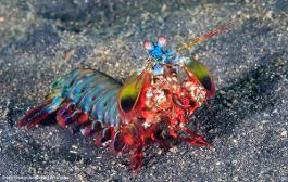 my fave UuU (peacock mantis shrimp)