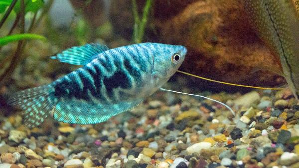 <c:out value='they're very shiny in person (blue gourami)'/>