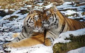Tigers!!!'s Photo