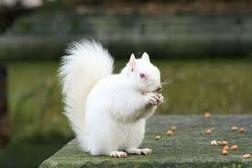 Albino Squirrel :D