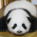 panda fan page