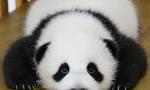 panda fan page