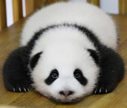 panda fan page's Photo