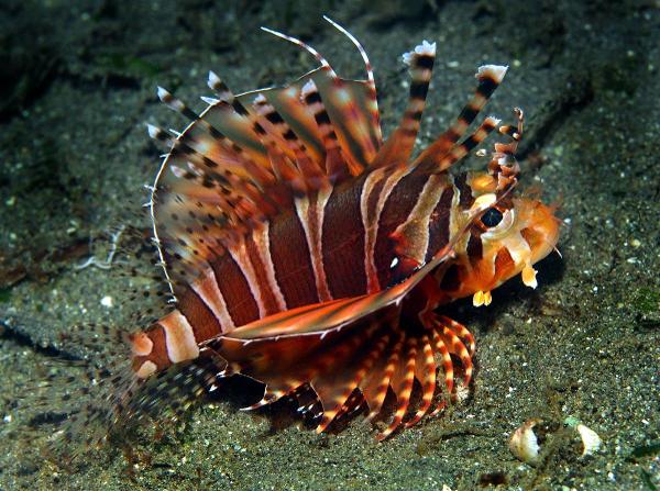 <c:out value='very fashionable, but no touch (zebra lion fish)'/>