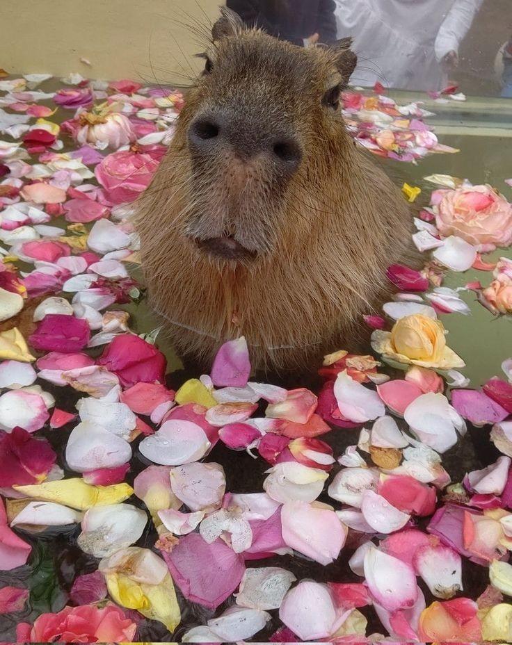 Capybara's Photo