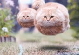 RANDOMS! RANDOMS!