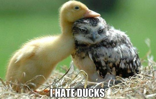 Animal Lovers's Photo
