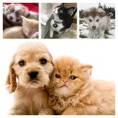 Puppies and Kittens brings so much joy