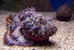 weird uncle vibes (stonefish)
