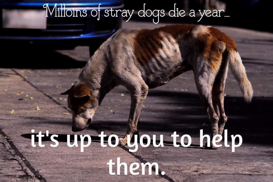 Save our Strays! (S.O.S)