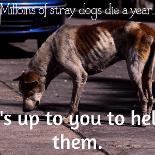 Save our Strays! (S.O.S)