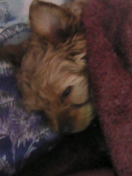 <c:out value='my sleepy puppy luna wrapped in a blanket'/>