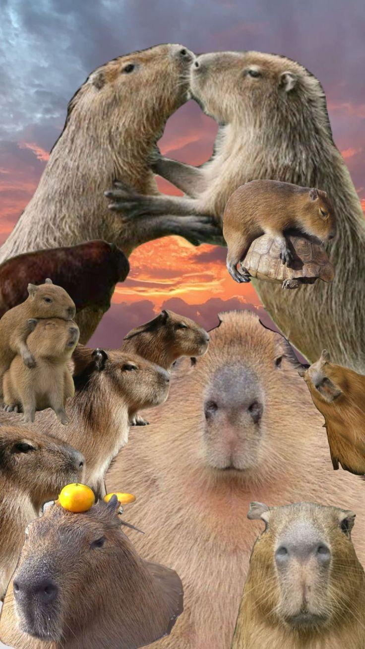 Capybara's Photo