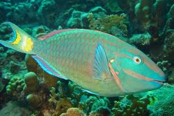 bird man (parrotfish)