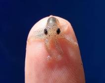 Baby octopus. On a FINGER.