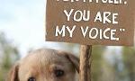 animal abuse stops only if you stop it