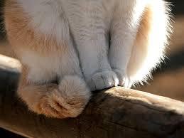 mew! mew!