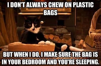 Funny cat and dog memes's Photo