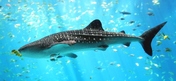 <c:out value='wish i could meet her in person (whale shark)'/>