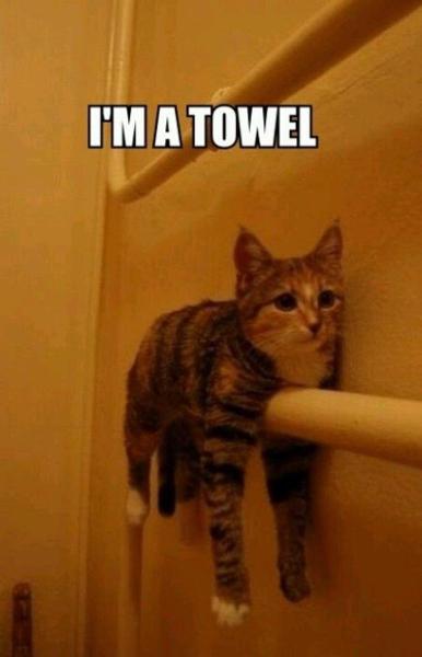 <c:out value='MY CAT ACTUALLY DOES THIS!'/>