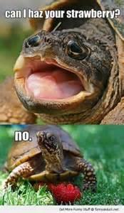 Reasons why Turtles are cool's Photo
