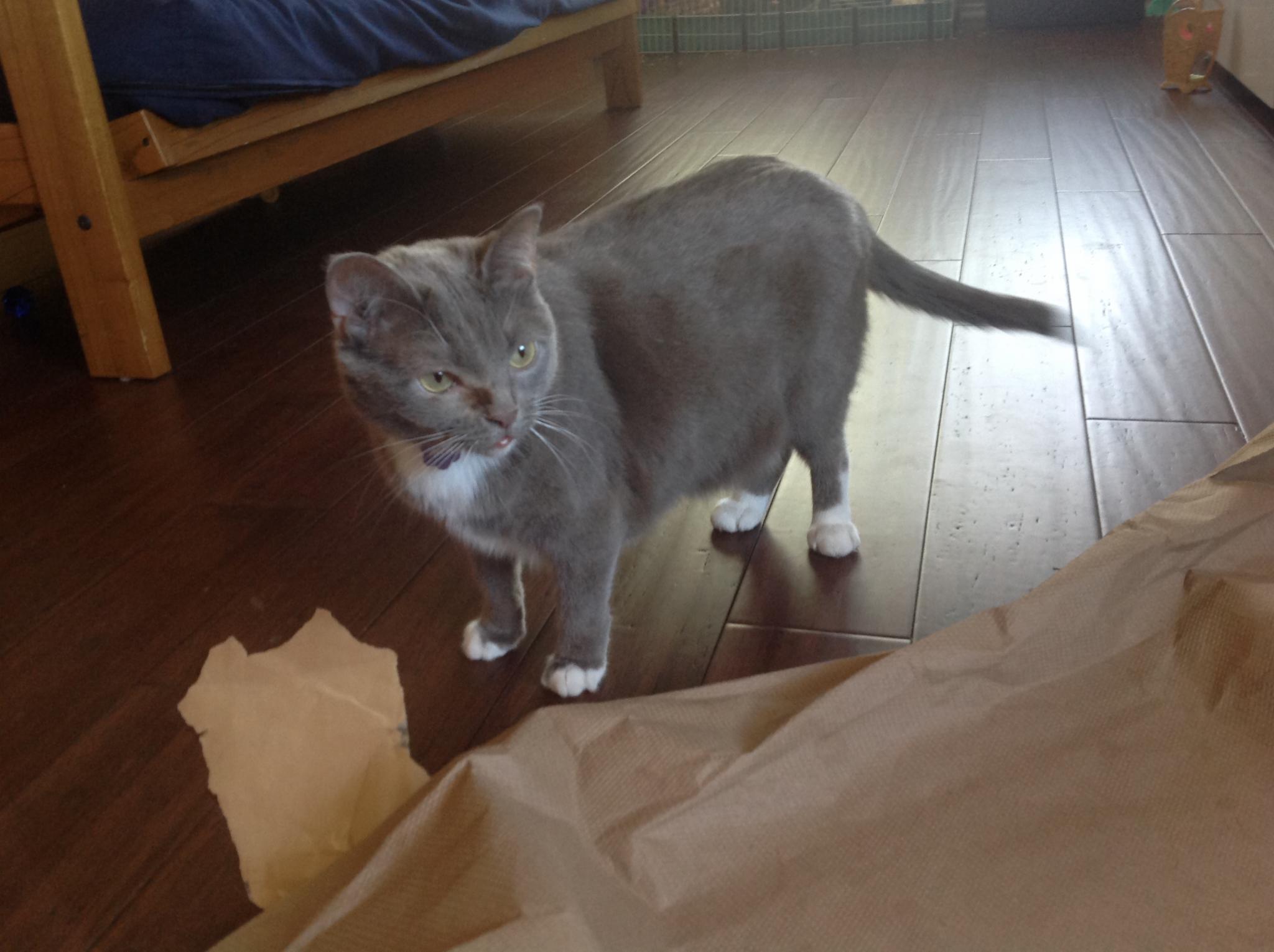 Your pets's Photo