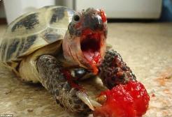 He murdered the strawberry :0