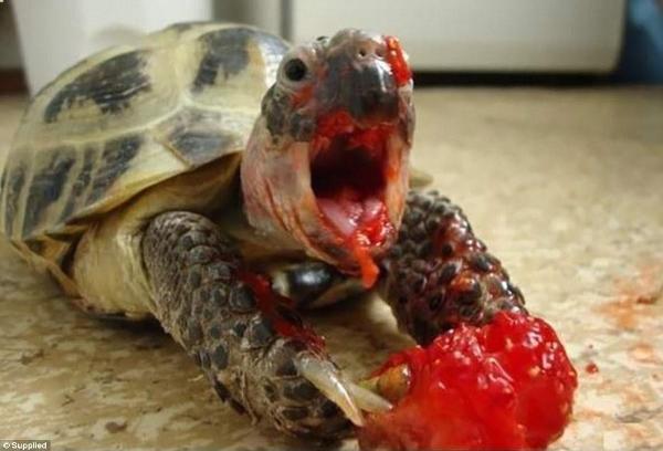 <c:out value='He murdered the strawberry :0'/>