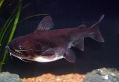 gross bastard (gulper catfish)
