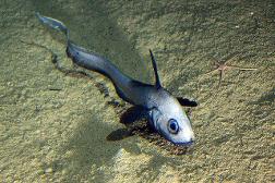 smol funky lil fish (rattail fish)