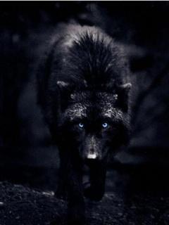 The Night Wolf Pack's Photo