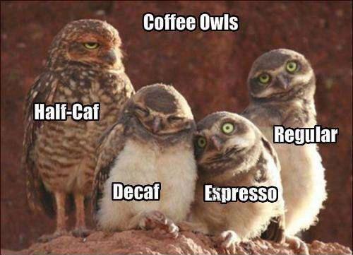 Animal Lovers's Photo