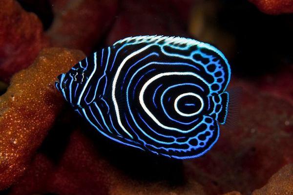 <c:out value='hypnotizing (emperor angelfish)'/>