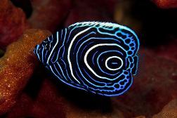 hypnotizing (emperor angelfish)