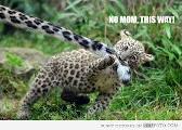 Funny? Leopard?