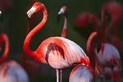 Do you like flamingos?