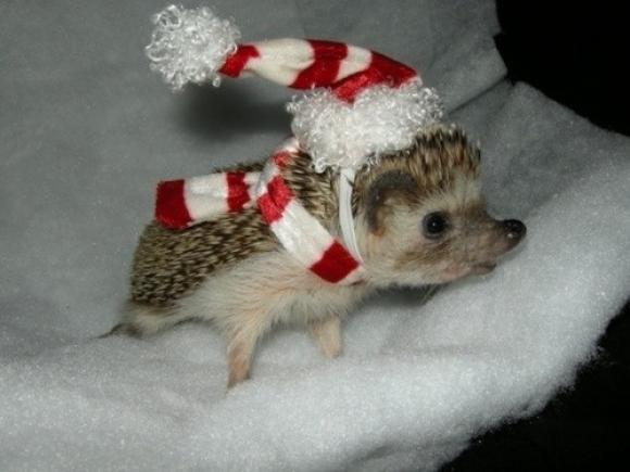 Do you like hedgehogs? Do you like hedgehogs?